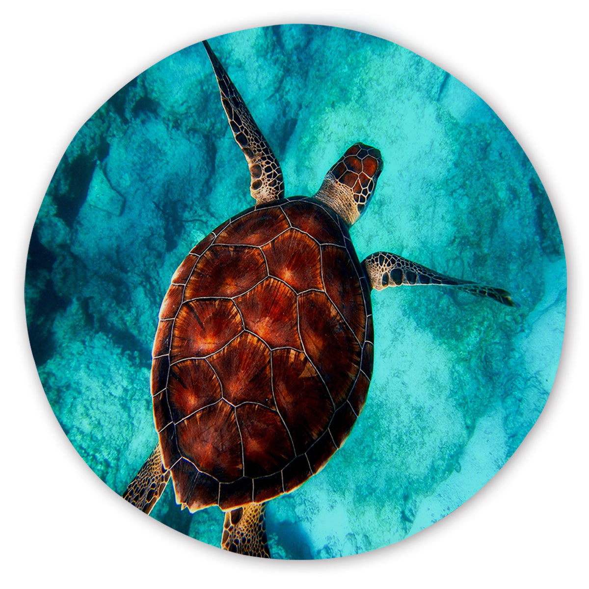 Sea Turtle Vibes Round Area Rug