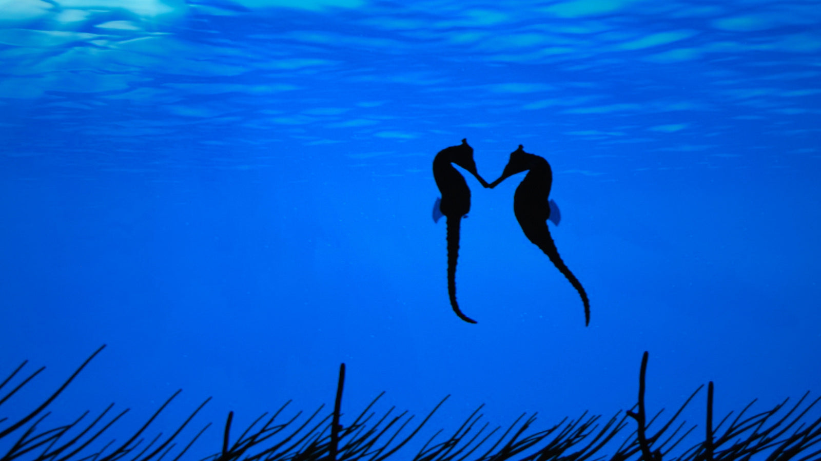 Seahorses