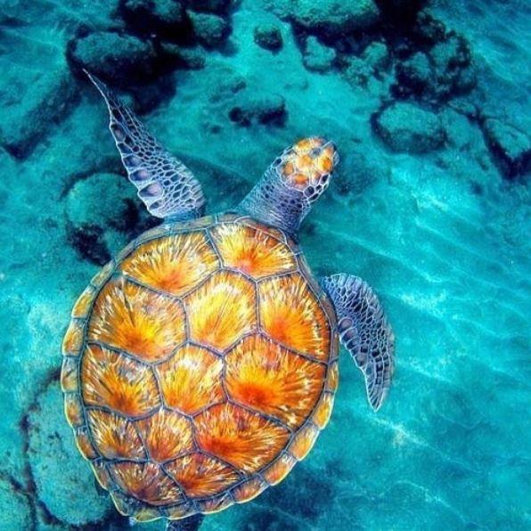 Unique Sea Turtle Jewelry by Coastal Passion