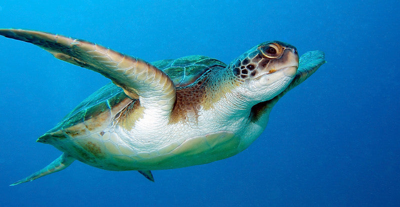 Sea Turtles