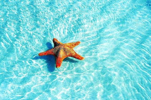 Starfish