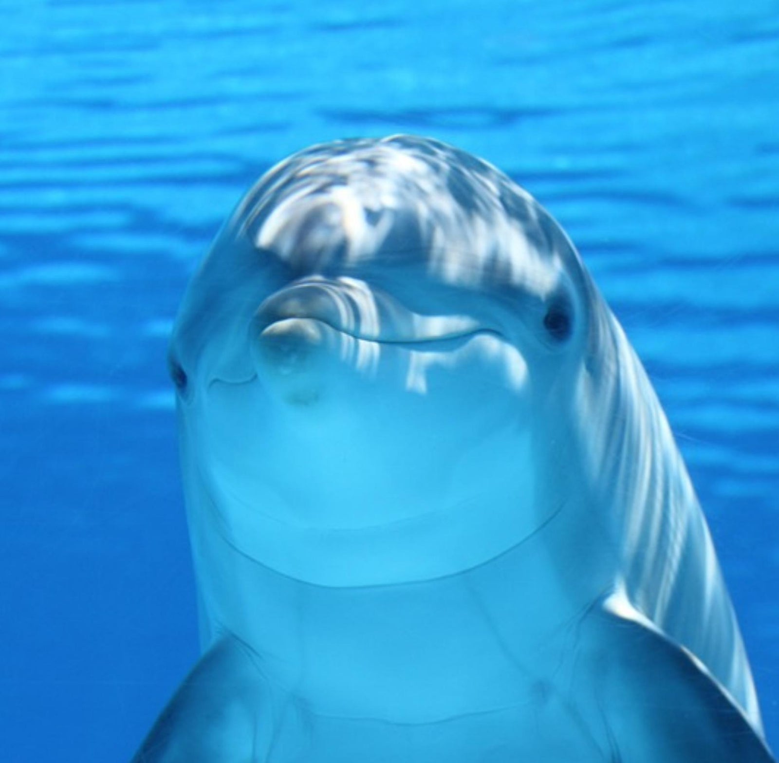 Sea Life Passion Jewelry