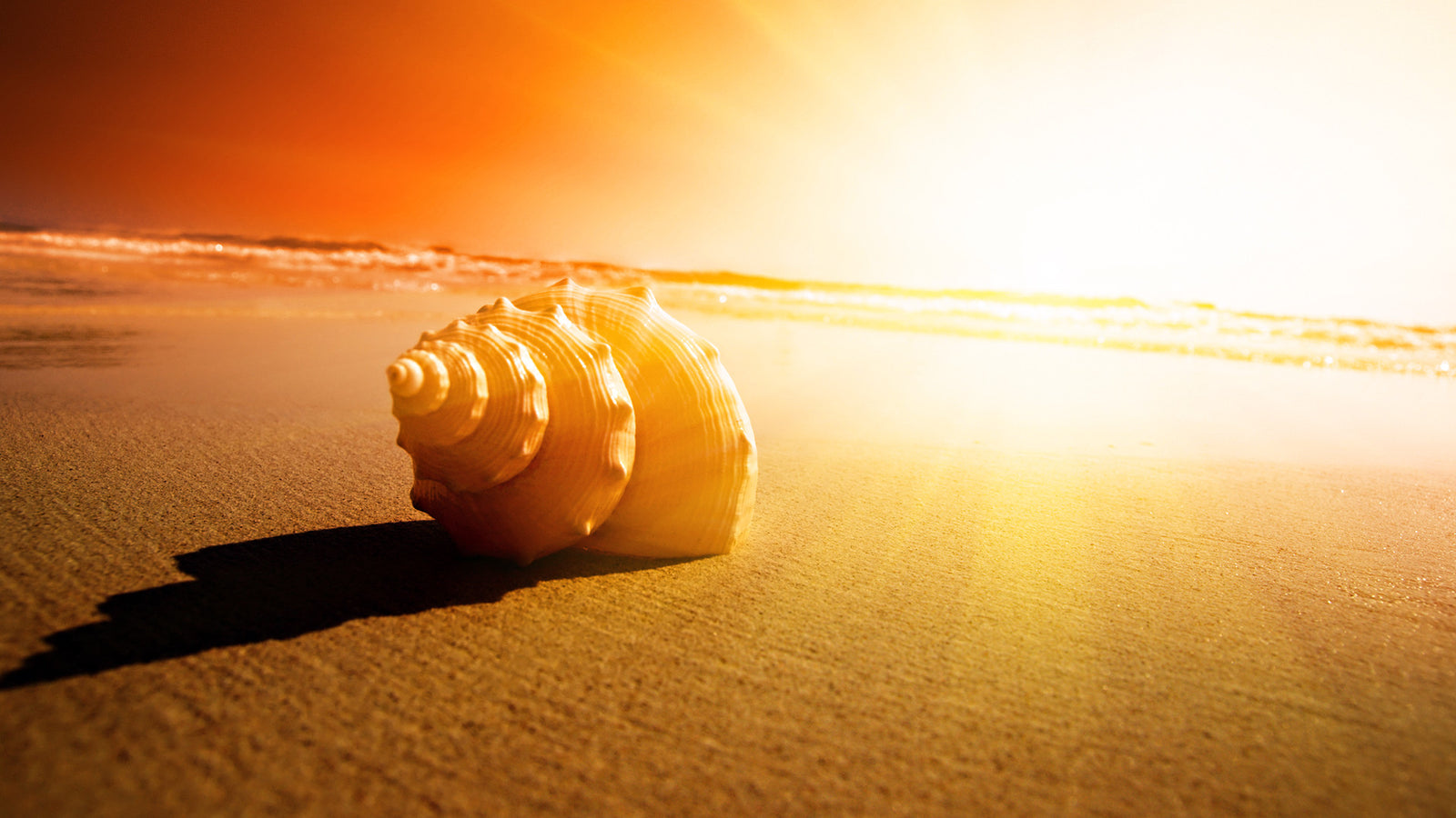 Seashells