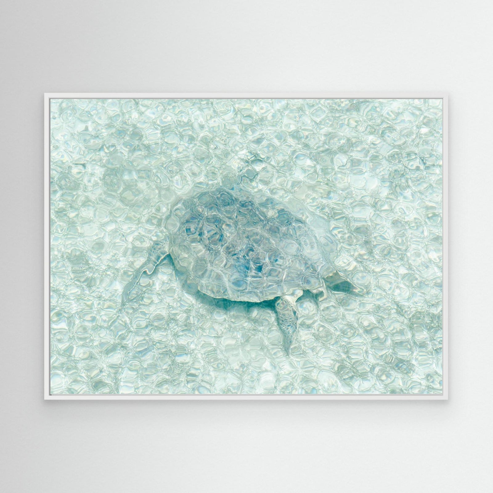 Canvas Print - Turtle Underwater by Photolovers