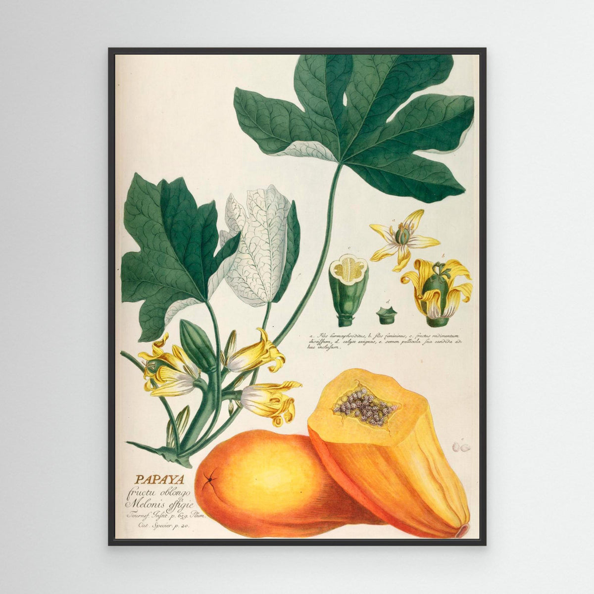 Canvas Print - Papaya by Elizabeth C