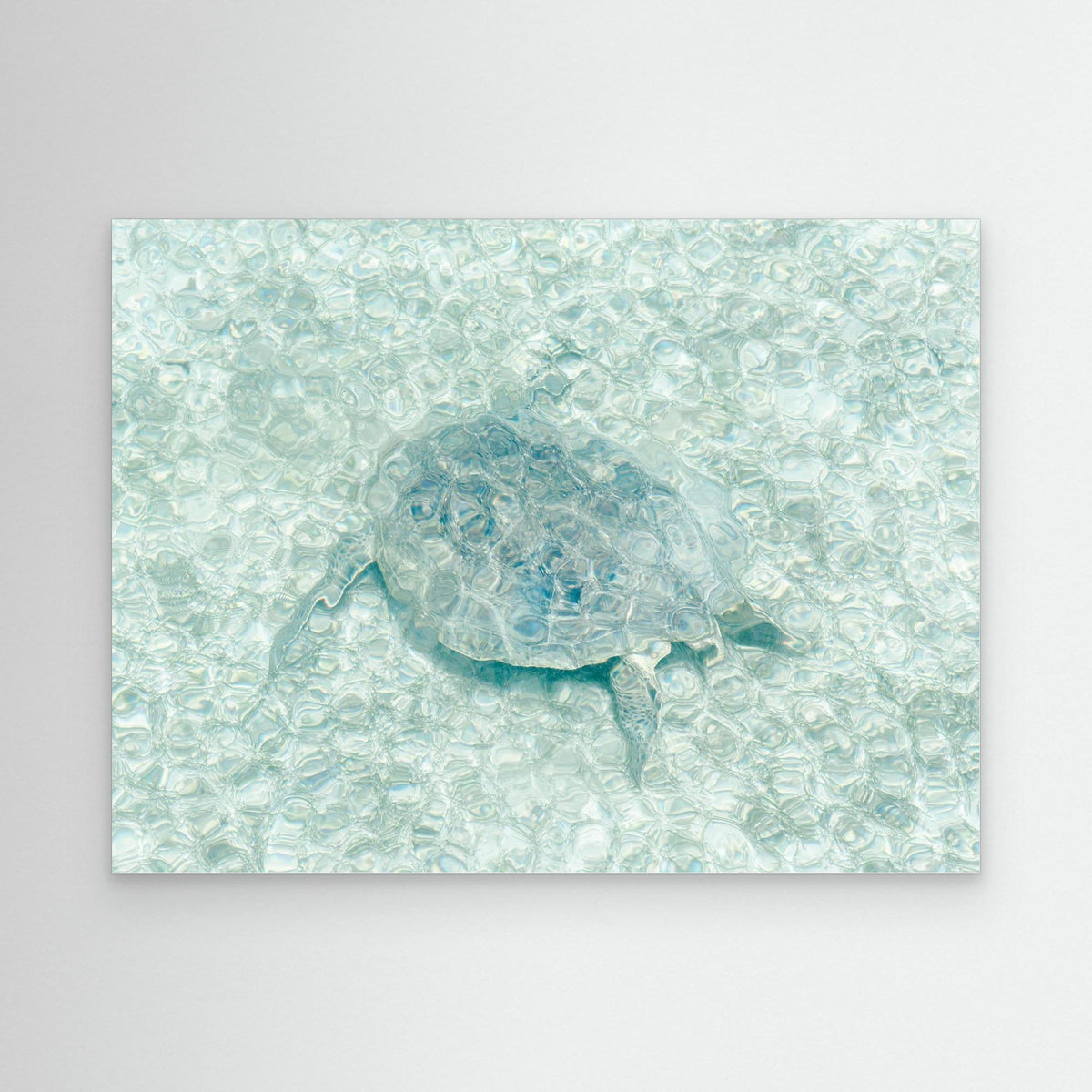Canvas Print - Turtle Underwater by Photolovers