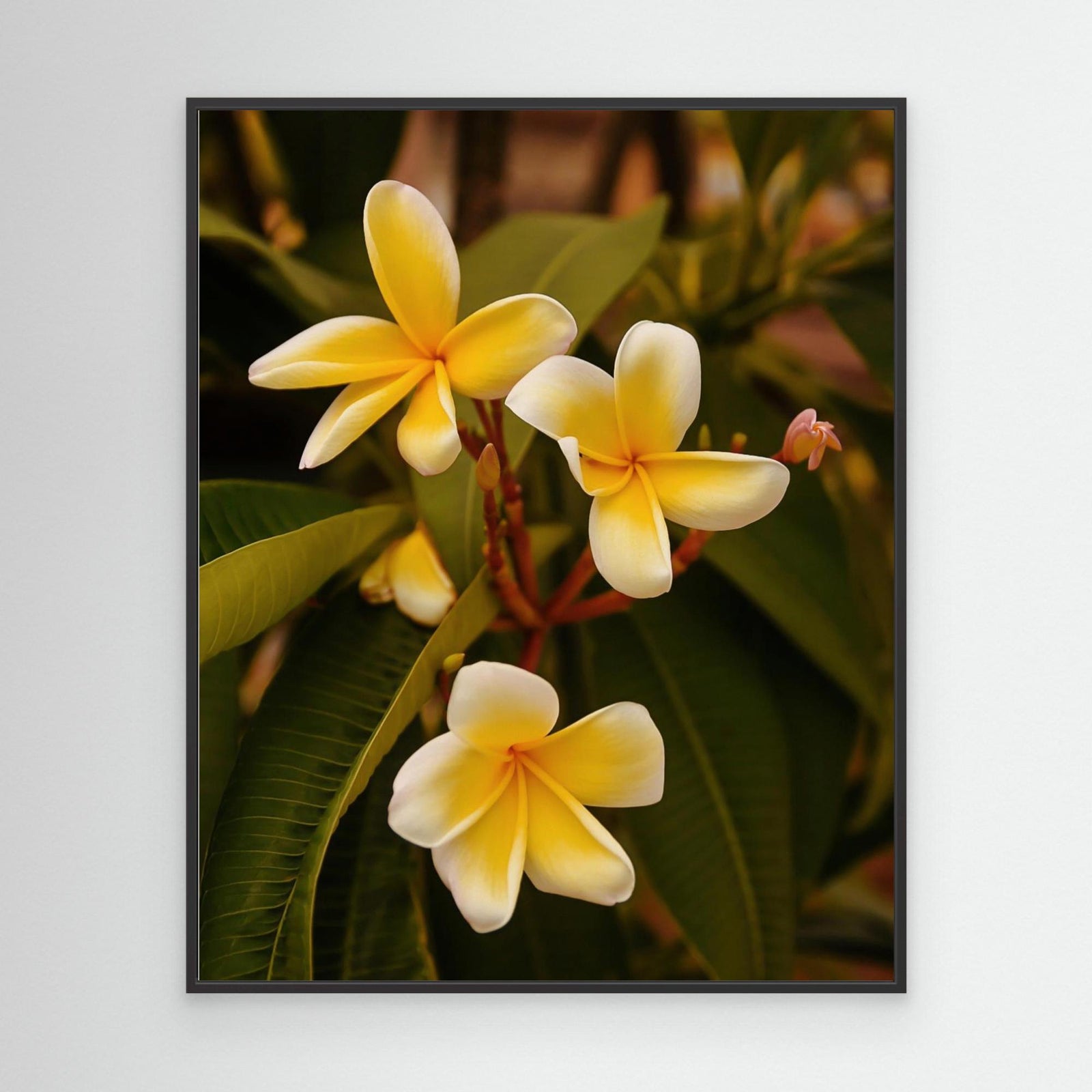 Canvas Print - Plumerias by Del Mundo Imagery