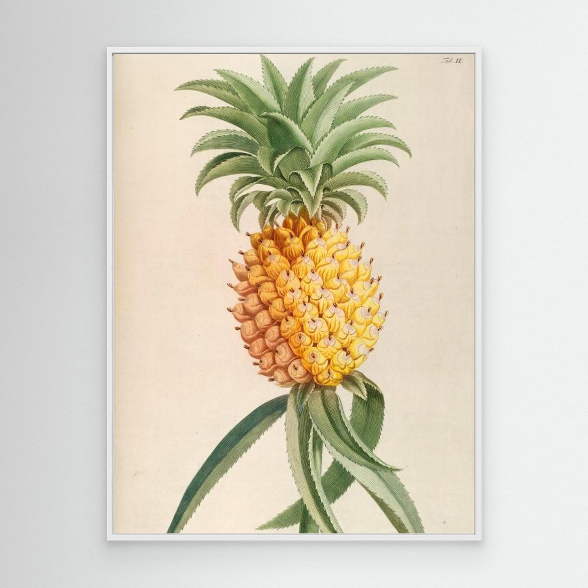 Canvas Print - Ananas by Elizabeth C