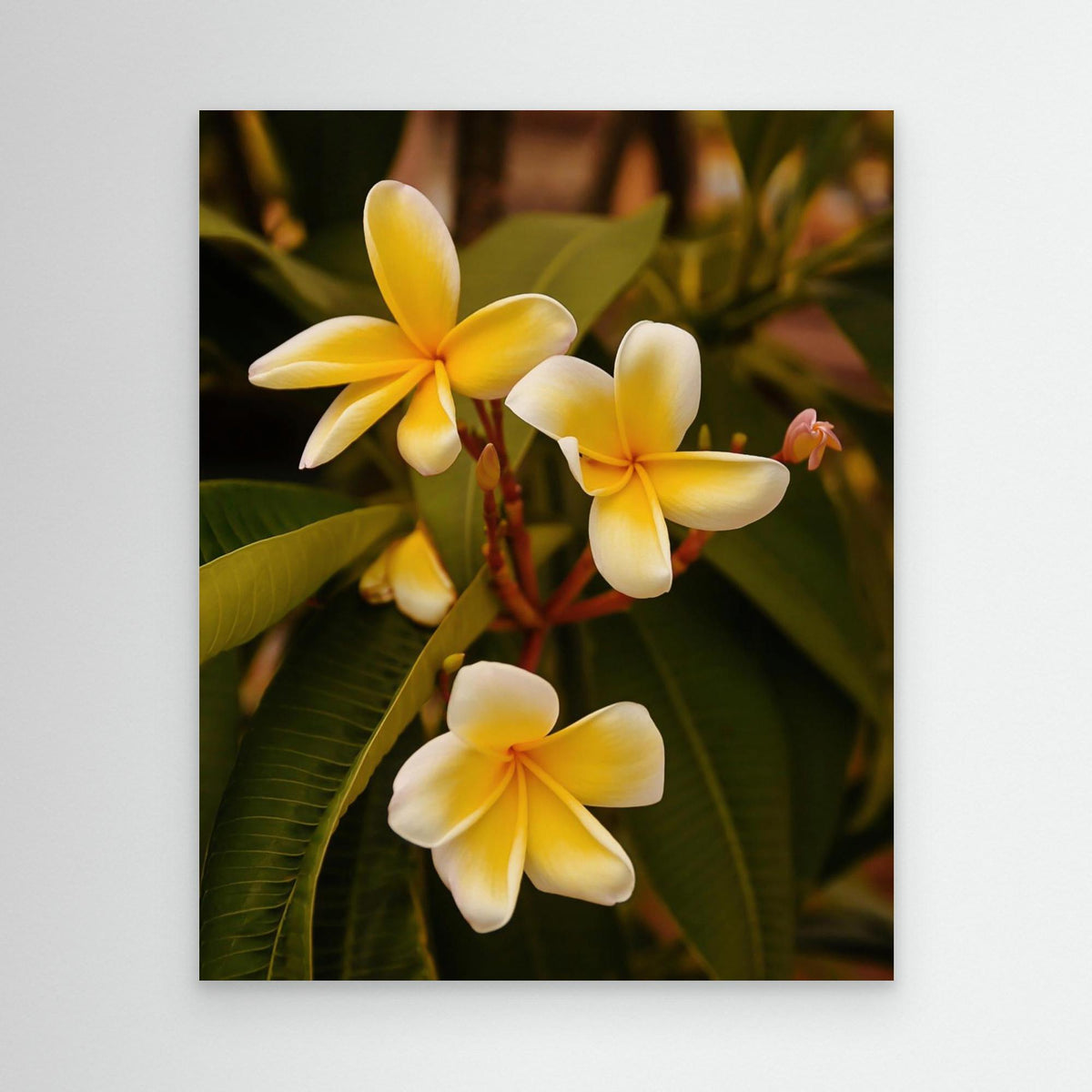 Canvas Print - Plumerias by Del Mundo Imagery