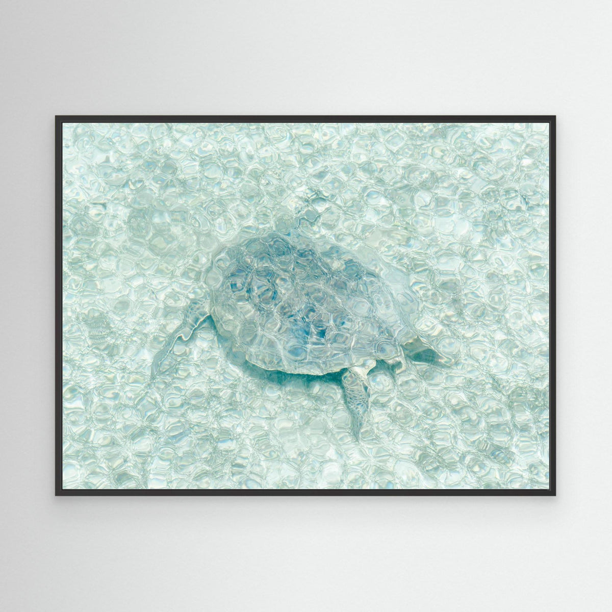 Canvas Print - Turtle Underwater by Photolovers