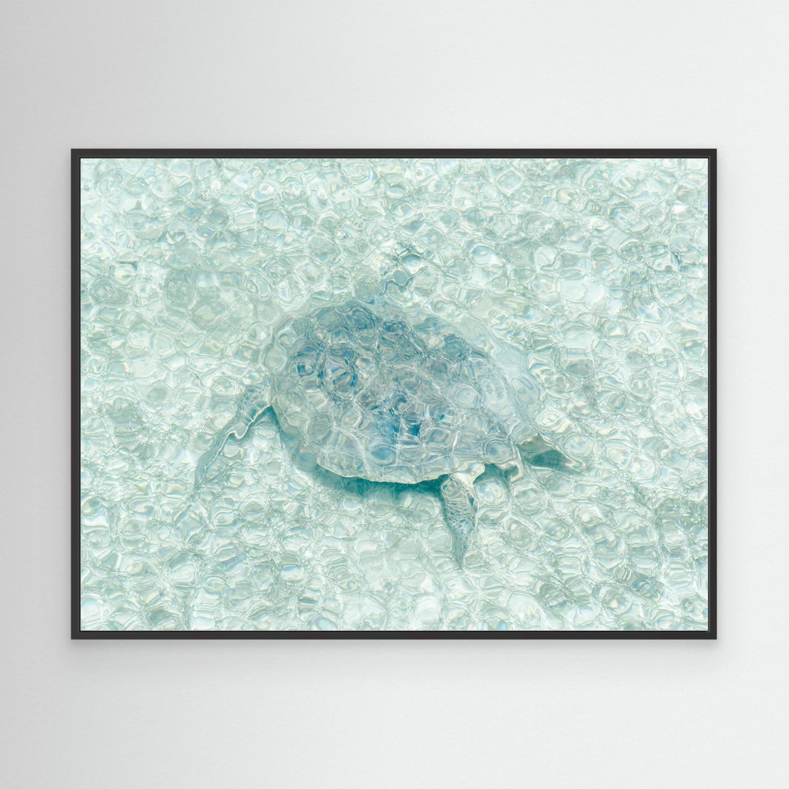 Canvas Print - Turtle Underwater by Photolovers