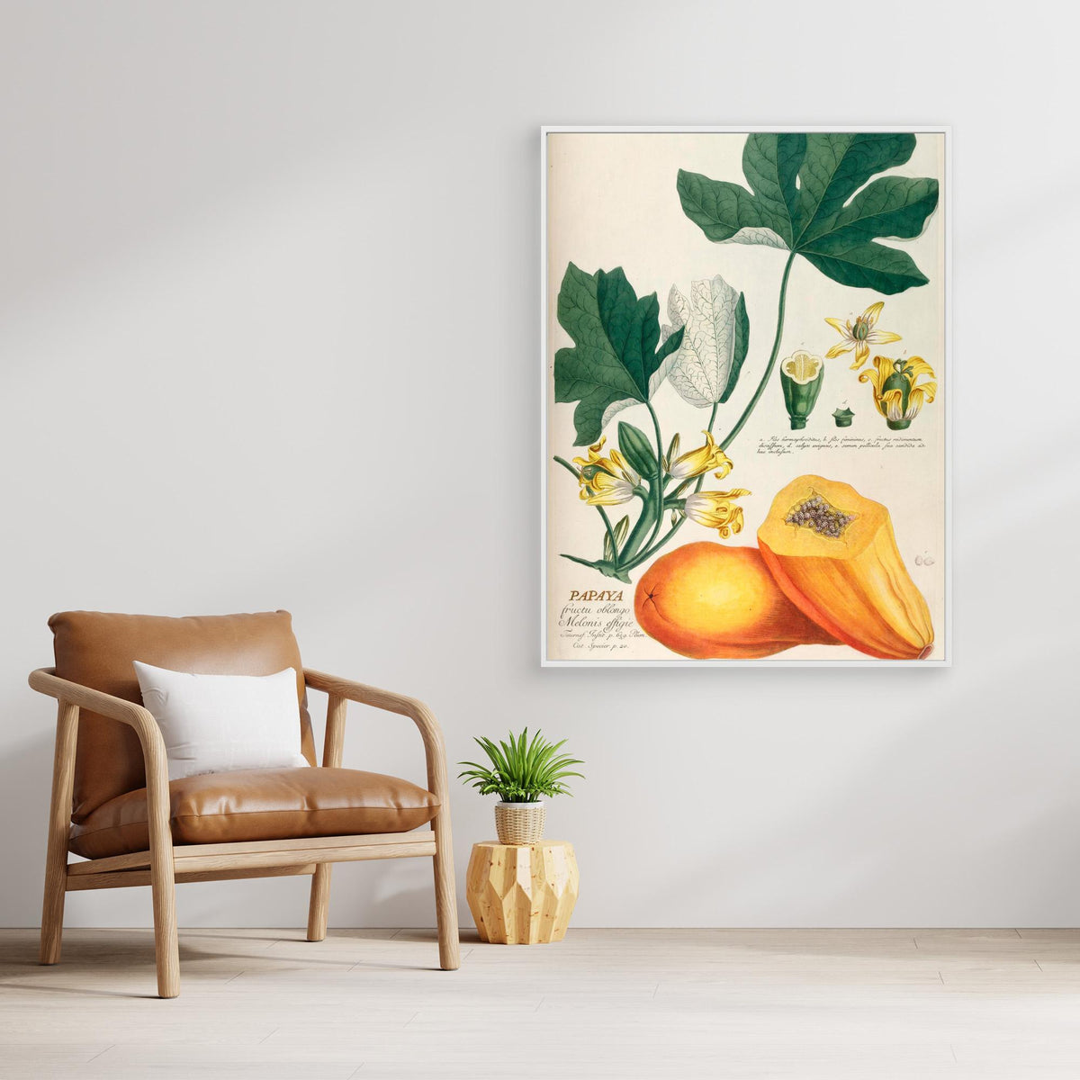 Canvas Print - Papaya by Elizabeth C