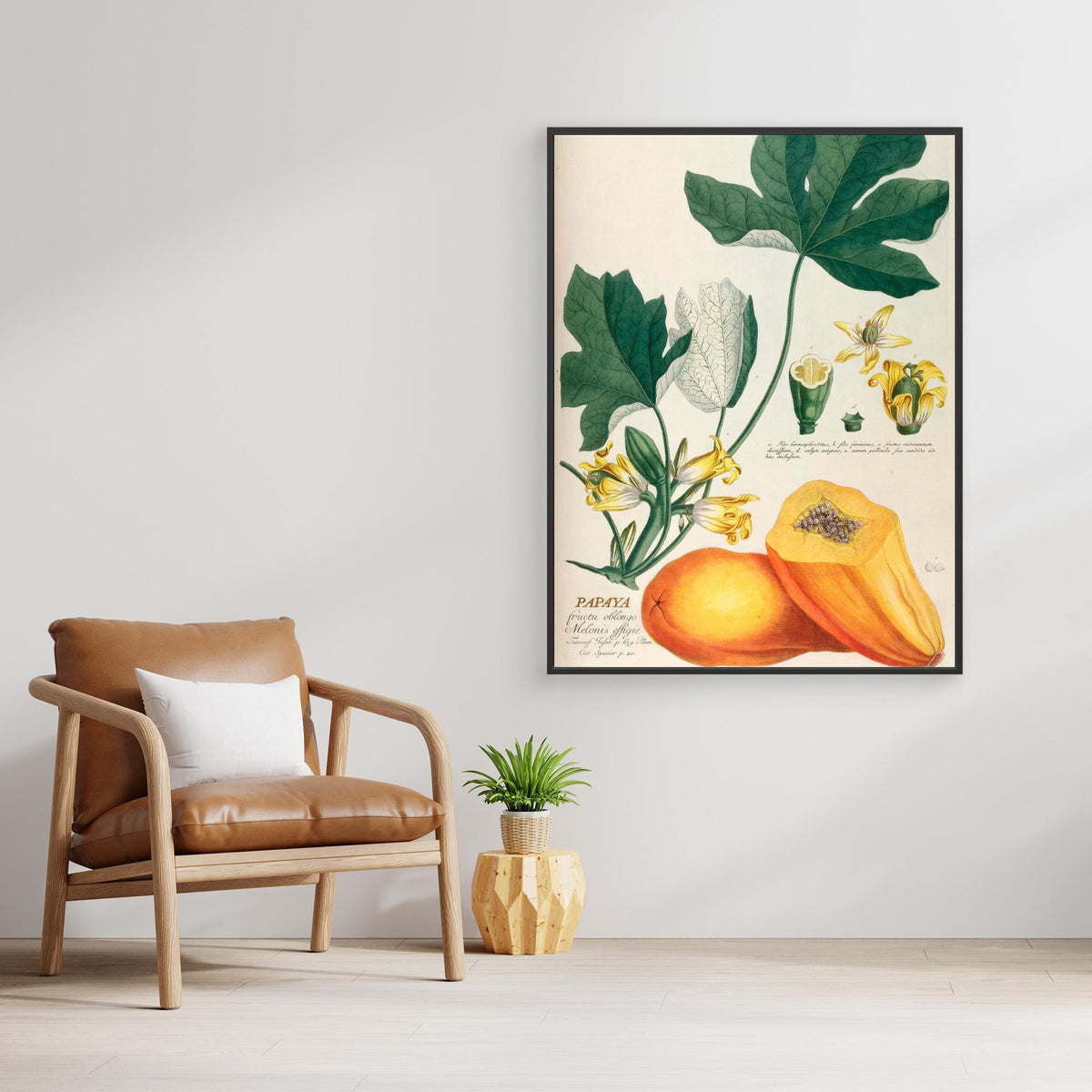 Canvas Print - Papaya by Elizabeth C