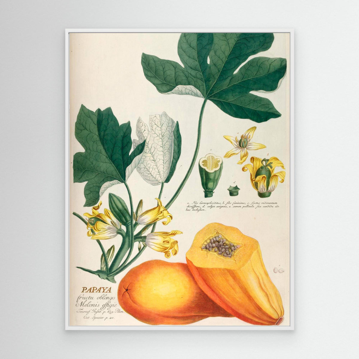 Canvas Print - Papaya by Elizabeth C