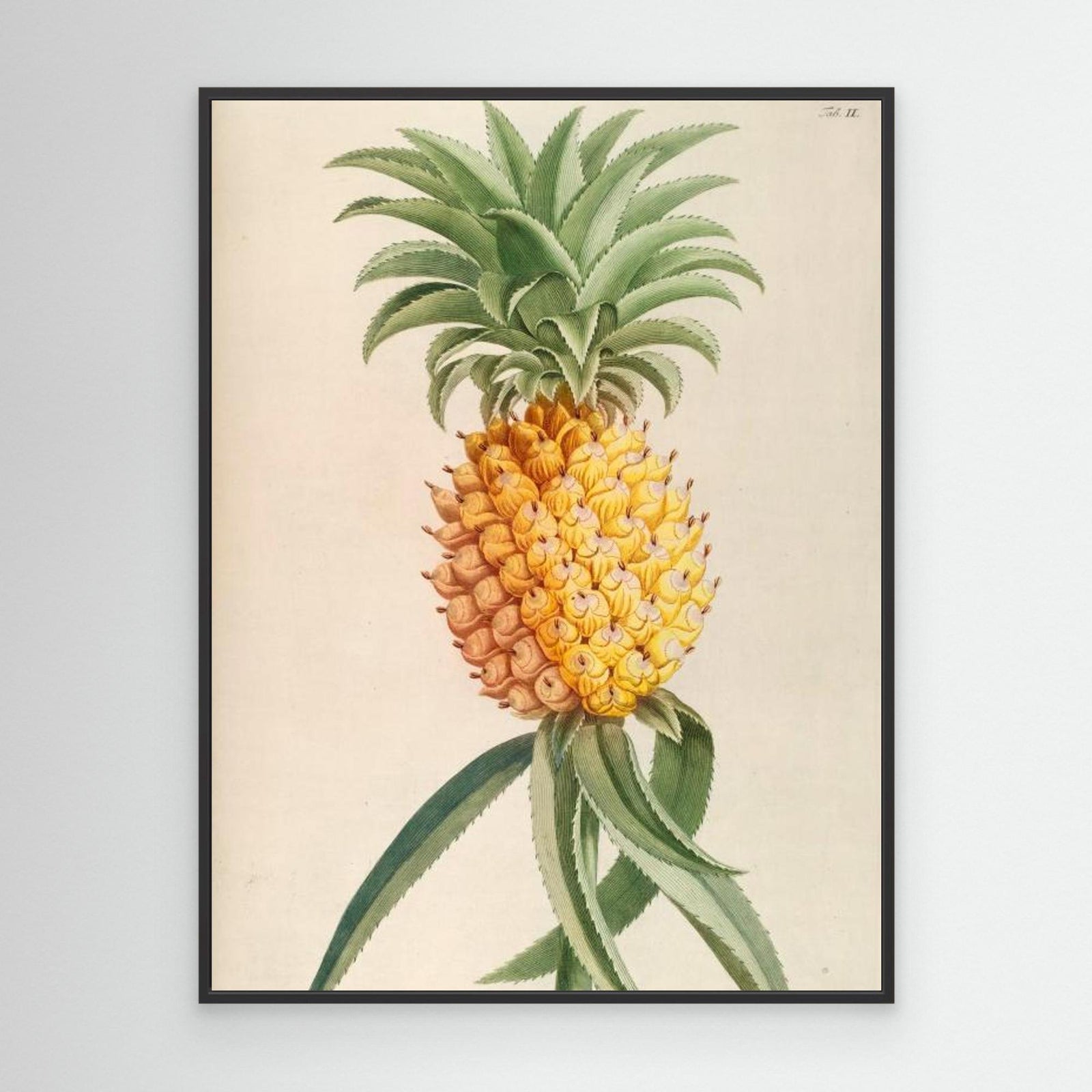 Canvas Print - Ananas by Elizabeth C