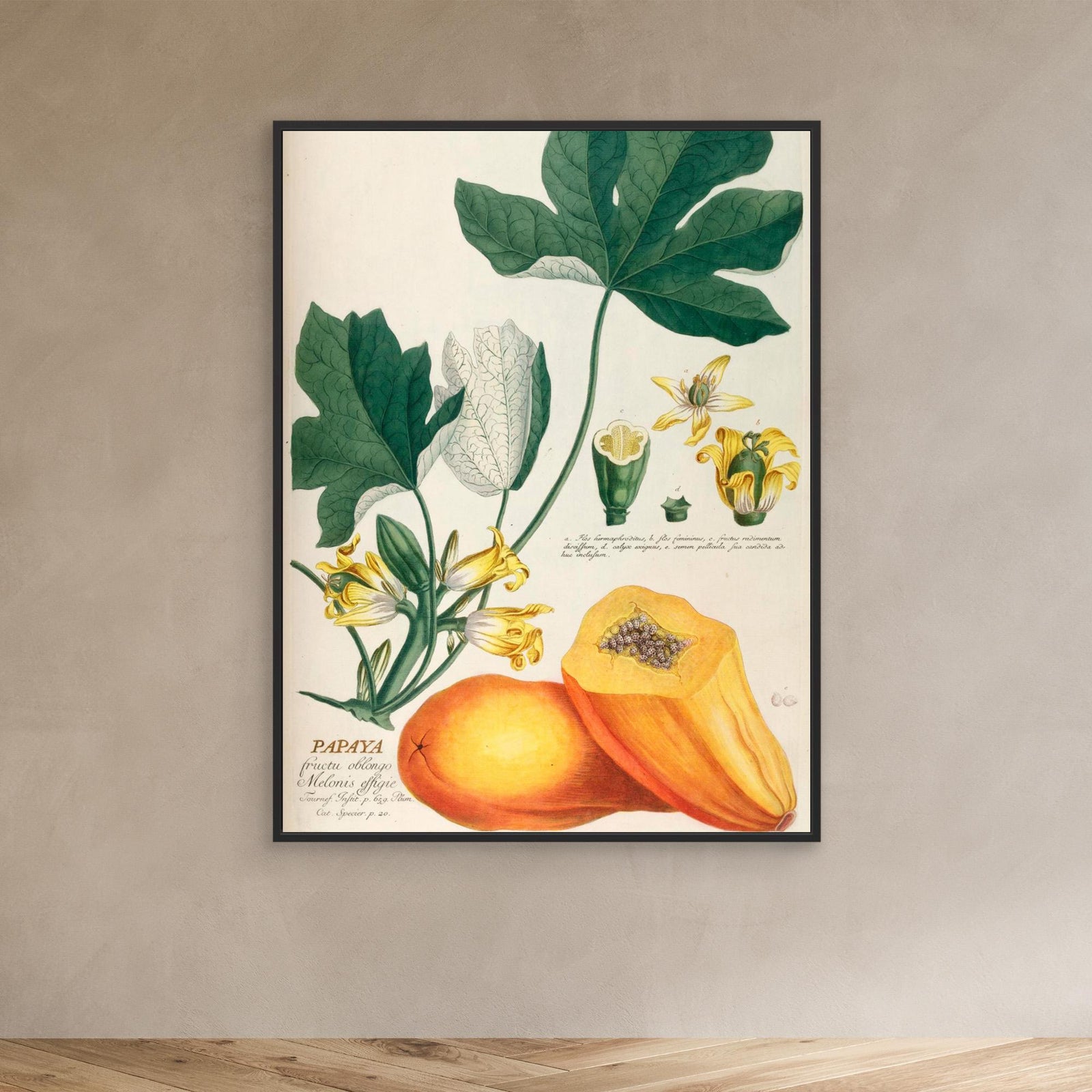 Canvas Print - Papaya by Elizabeth C
