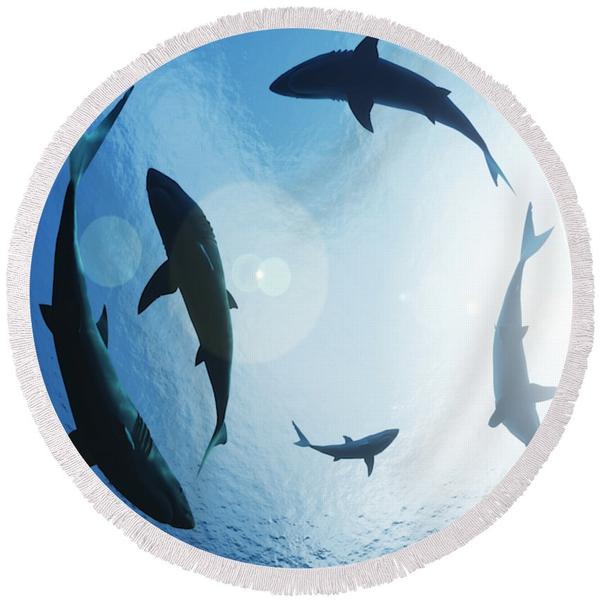 The Sharks Collection of Round Beach Towels